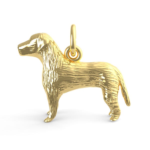 Labrador Retriever Dog