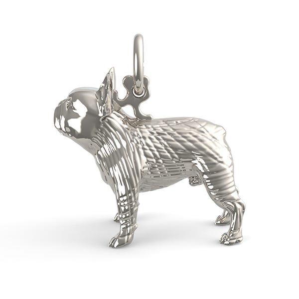 Boston Terrier Dog