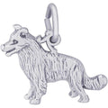 Border Collie Dog