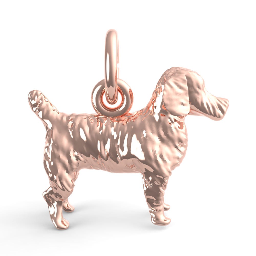 Jack Russell Terrier Dog