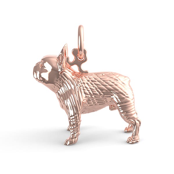 Boston Terrier Dog