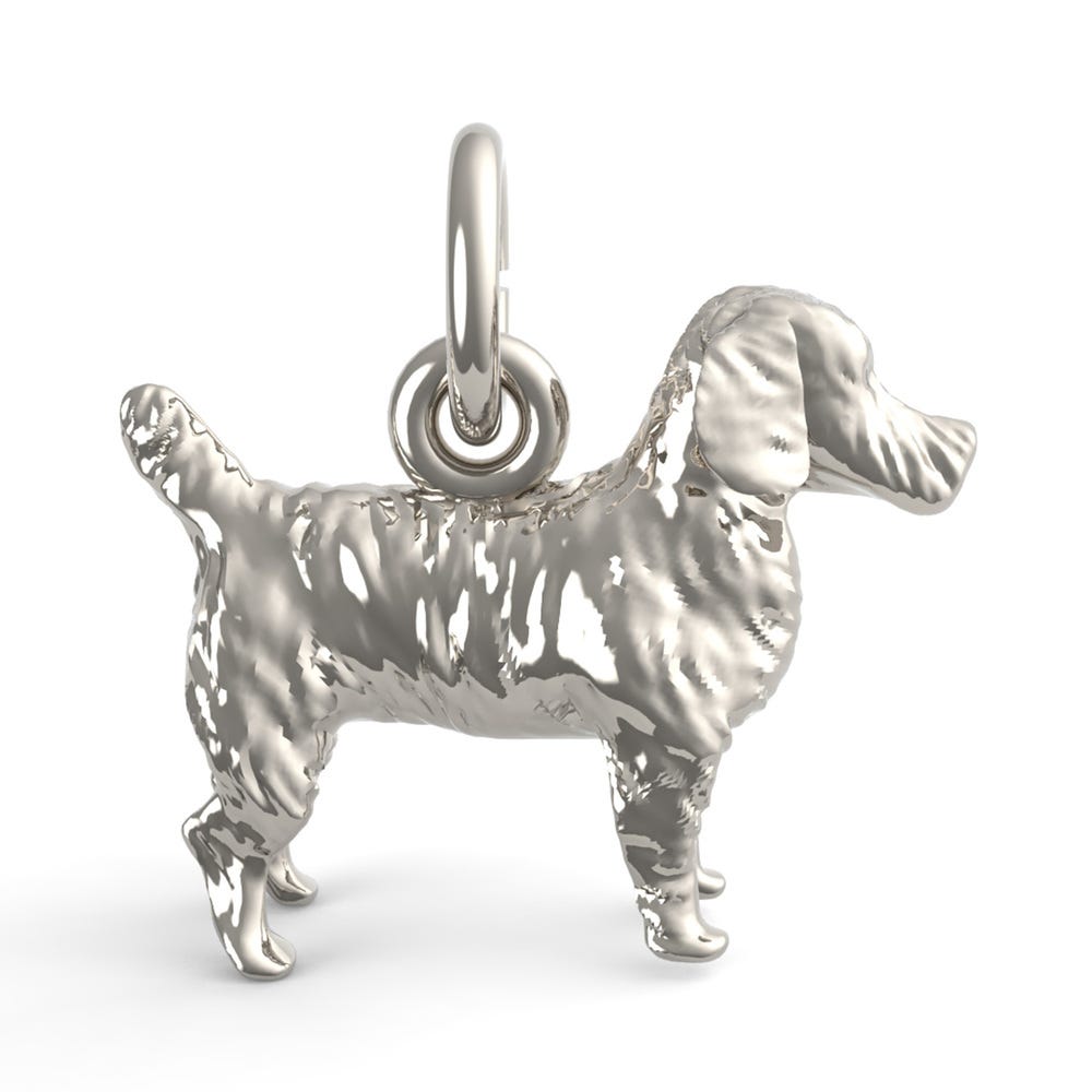 Jack Russell Terrier Dog