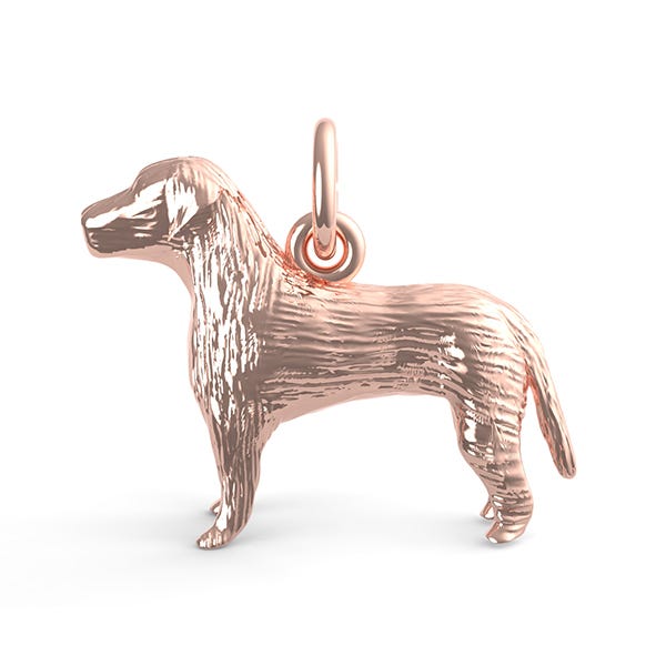 Labrador Retriever Dog